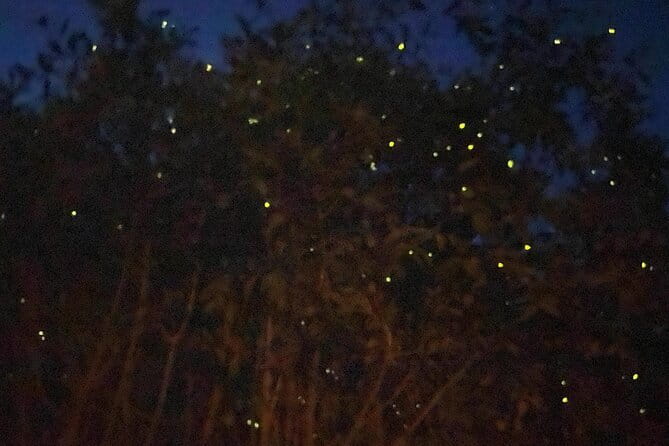 Kuala Selangor Fireflies and Blue Tears Tour with Dinner (SIC) - Key things I’d zero in on before you go