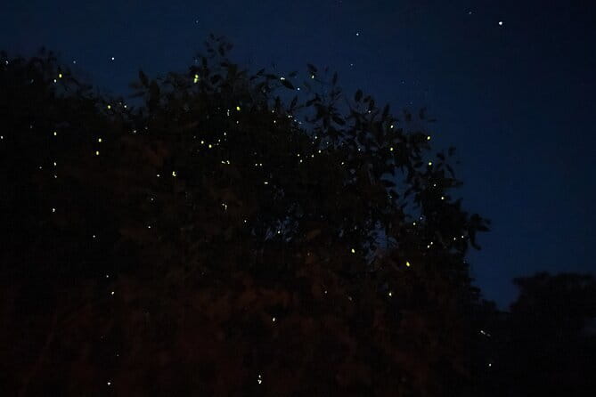 Kuala Selangor Fireflies and Blue Tears Tour with Dinner (SIC) - Meeting point and hotel pickup: how to avoid the first-day scramble