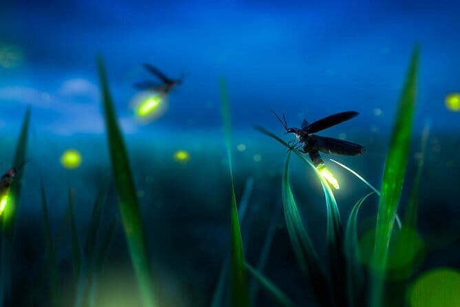 Kuala Selangor Firefly Blinkings Private Tour with Seafood Dinner - The 6-hour reality check: KL pickup and how to manage it