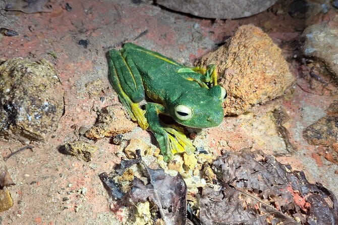 Kubah's Nocturnal Wonders Nighttime Frog Safari - Key things to know before you go frog hunting at Kubah