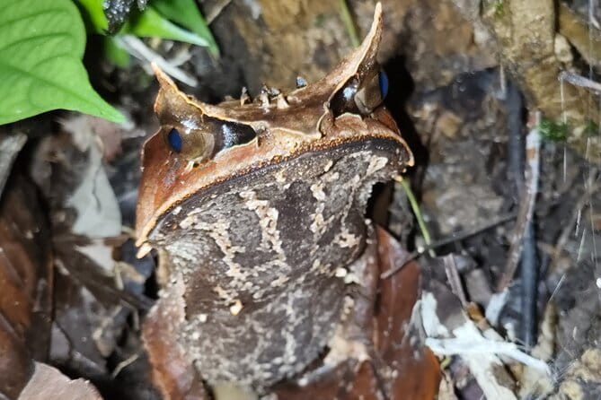 Kubah's Nocturnal Wonders Nighttime Frog Safari - Kubah at night: why this setting is perfect for frog spotting