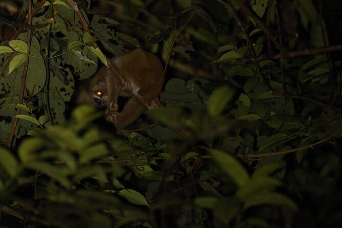 Kubah's Nocturnal Wonders Nighttime Frog Safari - Danny’s role in making the rainforest feel visible