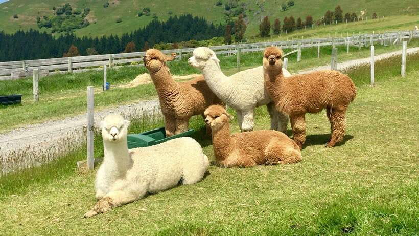 Kundasang: Day Tour with Desa Dairy Farm and Alpaca Club - Key highlights worth waking up for