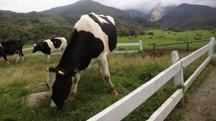 Kundasang: Day Tour with Desa Dairy Farm and Alpaca Club - Desa Dairy Farm (Ladang Tenusu Desa Cattle): working farm time that feels grounded