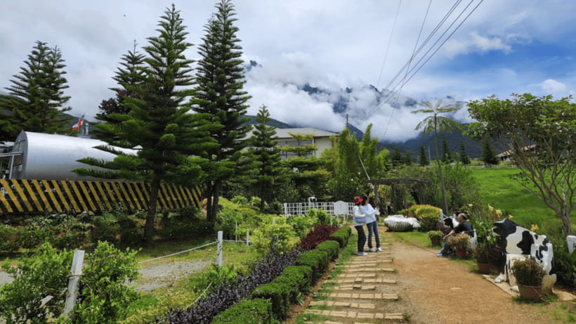 Kundasang: Day Tour with Desa Dairy Farm and Alpaca Club - Alpaca Club: adorable alpaca time without overcomplicating it