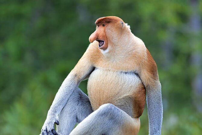 Labuk Proboscis, Sepilok, Sun Bear, Sandakan City Tour & Lunch - Key Highlights You Should Know