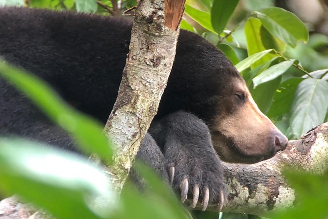 Labuk Proboscis, Sepilok, Sun Bear, Sandakan City Tour & Lunch - Why This Sandakan Wildlife Day Feels More Personal