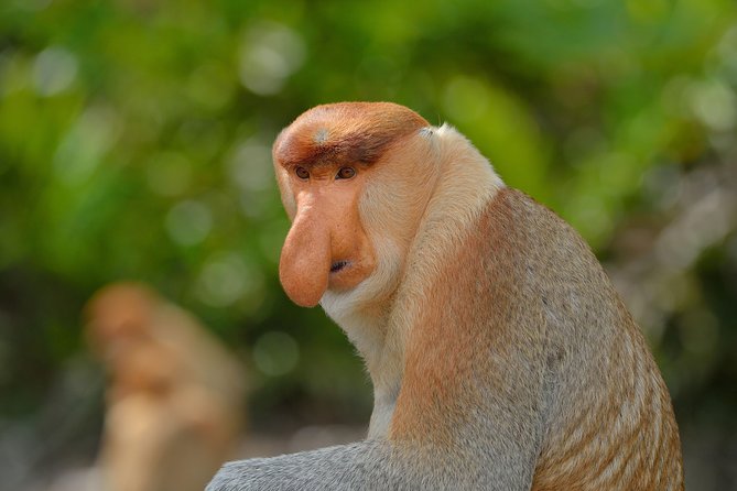 Labuk Proboscis, Sepilok, Sun Bear, Sandakan City Tour & Lunch - Price and What You Really Get for $151.32