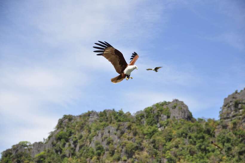 Langkawi: 6-Hour Private Island Highlights Tour - Pickup and timing: how to make the 6 hours work for you