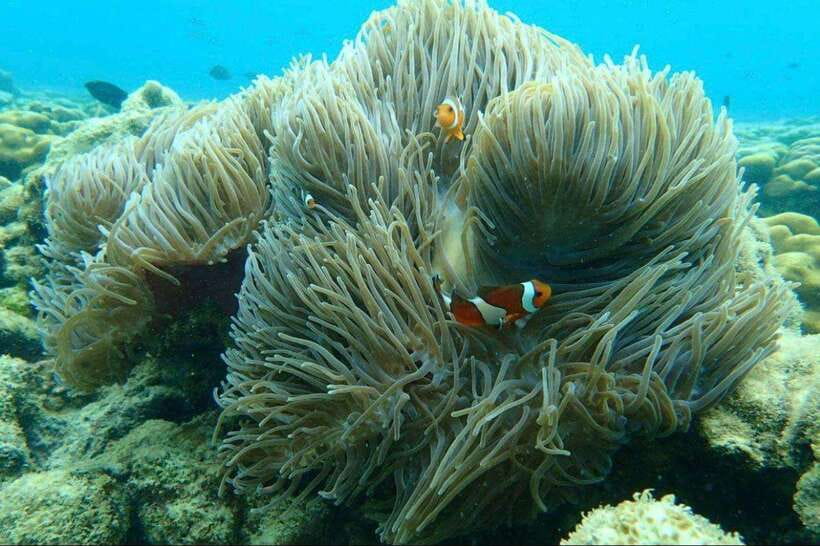Langkawi: Dangli Island Snorkel and Swim Speedboat Tour - Pulau Dangli: Why the No-Beach Layout Is the Real Story