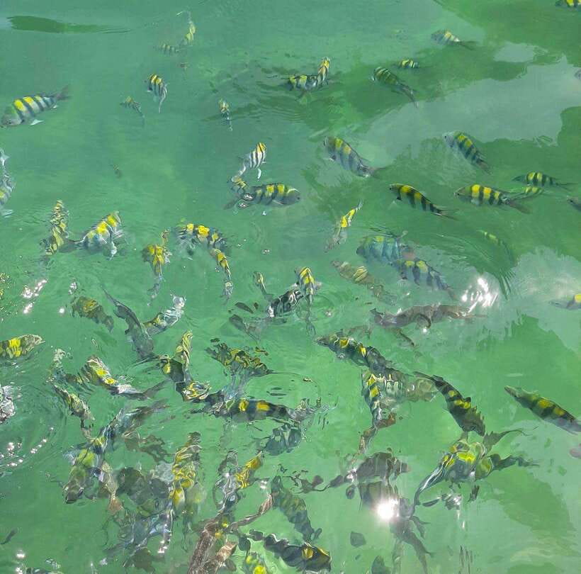 Langkawi: Dangli Island Snorkel and Swim Speedboat Tour - Snorkeling at Dangli Island: Fish Feeding and Coral Visibility