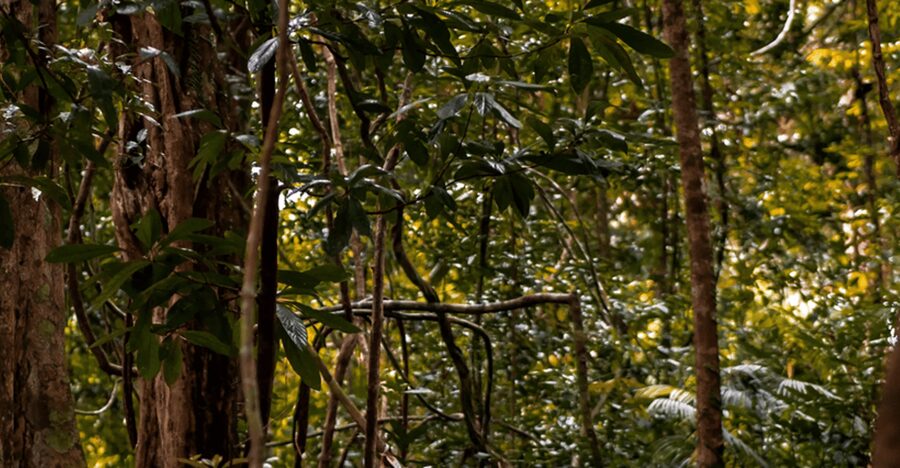 Langkawi: Dream Forest Langkawi Standard Admission Ticket - Getting Your Bearings: Where to Redeem