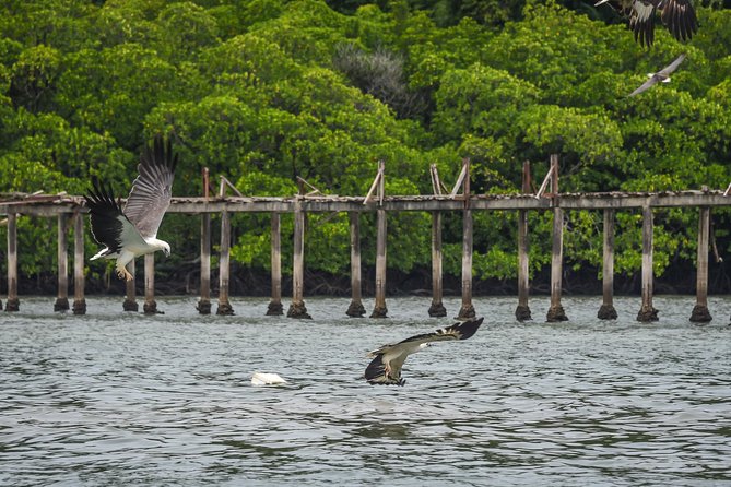 Langkawi Half Day Island Hoping Tour- Sharing basis - Stop 2: Pulau Singa Besar and the Sea Eagle Feeding Moment