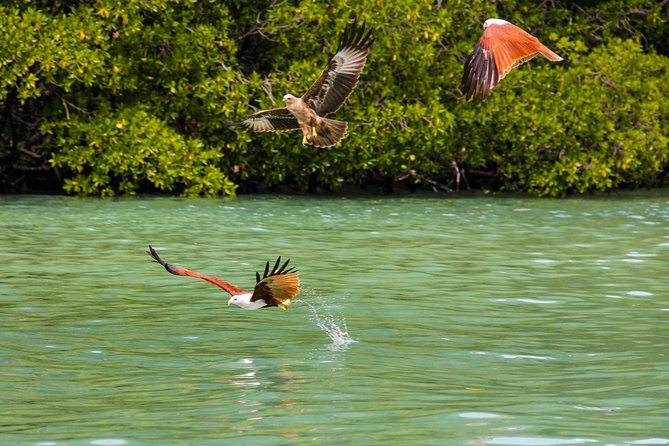 Langkawi Half Day Mangrove Tour - Sharing Basis - Why This Half Day Mangrove Tour Works in Langkawi