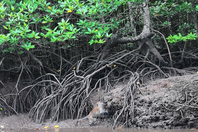 Langkawi Half Day Mangrove Tour - Sharing Basis - Price and Value: What You Get for Around $38