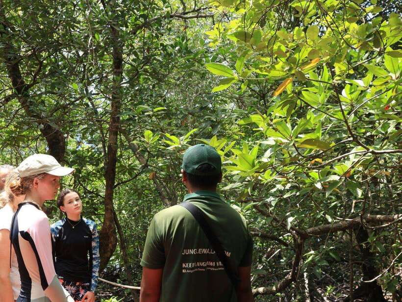 Langkawi: Kayaking Adventure and Swimming - Entering the Kubang Badak mangrove world from a kayak