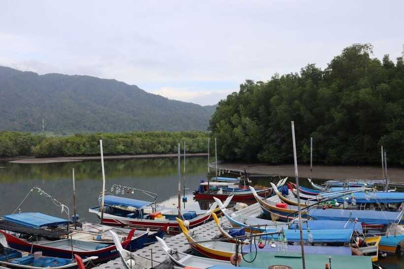 Langkawi: Kayaking Adventure and Swimming - The mangrove ecosystem tour is about more than birds