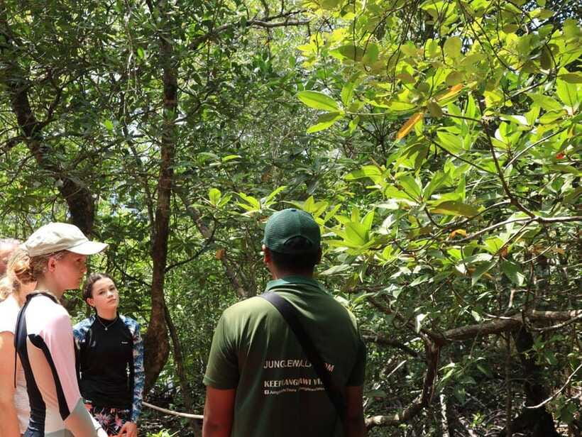 Langkawi: Kayaking Adventure and Swimming - Price and value: $48 for 3 hours that mix nature and water time