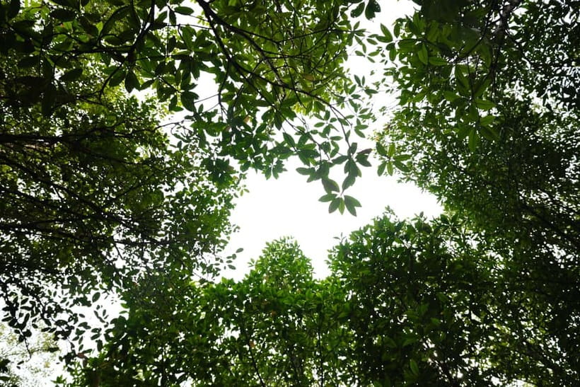 Langkawi: Kilim Geopark Mangrove Tour with Eagle Watching - Crocodile Cave and the Bat Cave: plan for the extra RM2 cash