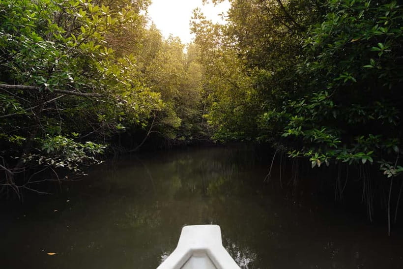 Langkawi: Kilim Geopark Mangrove Tour with Eagle Watching - What to bring, wear, and avoid on this boat tour