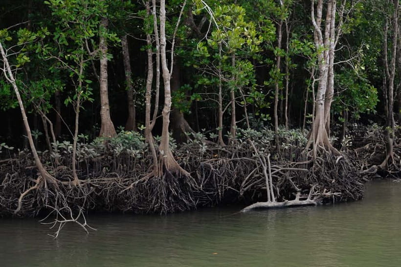 Langkawi: Kilim Geopark Mangrove Tour with Eagle Watching - Getting on the boat: meeting point and how the timing usually feels
