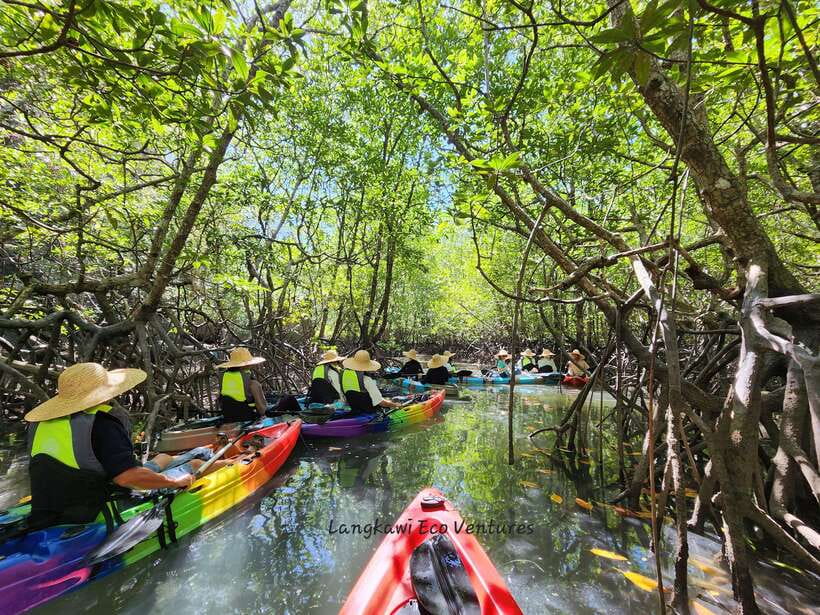 Langkawi : Kilim Mangrove Boat & Fun Kayak Tour with Lunch - Key highlights and what they really mean