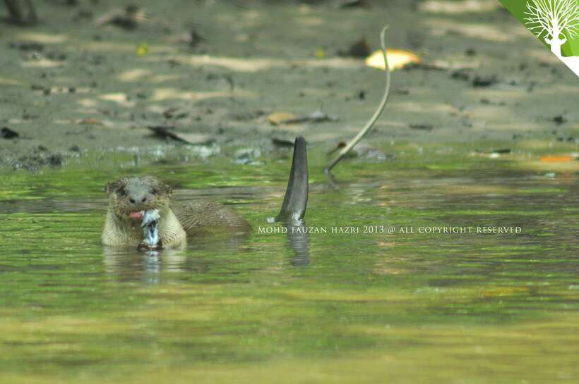 Langkawi: Kilim Mangrove Boat Tour with Lunch and Pickup - Why the Kilim Mangroves Tour feels different