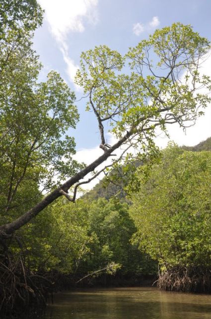 Langkawi: Kilim Mangrove Boat Tour with Lunch and Pickup - The boat cruise: where you hunt for animals (and why it works)