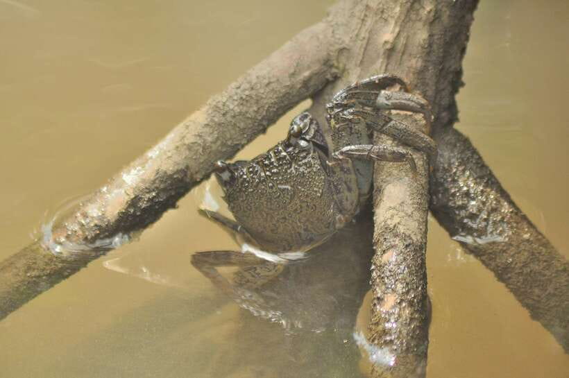 Langkawi: Kilim Mangrove Boat Tour with Lunch and Pickup - What your guide teaches you to notice (and why it sticks)