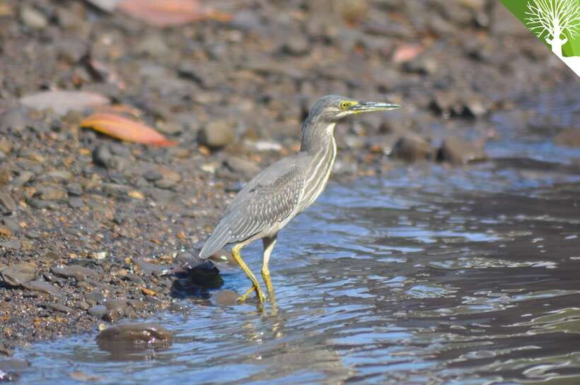 Langkawi: Kilim Mangrove Boat Tour with Lunch and Pickup - The optional mangrove photo: a nice extra if you’re organized