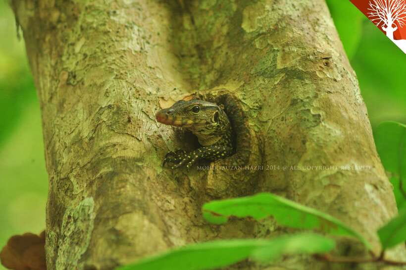 Langkawi: Kilim River Mangrove Safari Kayaking Tour - Kilim Mangroves and the Tide Rhythm You Can Feel