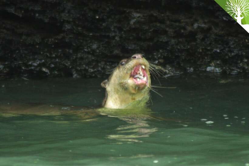 Langkawi: Kilim River Mangrove Safari Kayaking Tour - Wildlife Watching in a Tidal Ecosystem: What You’re Actually Looking For