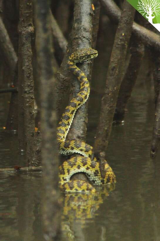 Langkawi: Kilim River Mangrove Safari Kayaking Tour - How the 5-Hour Tour Works When the Route Changes