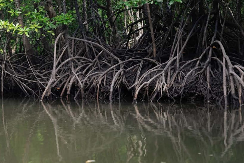 Langkawi Mangrove Group Boat Tour - Key things to look forward to on this Langkawi mangrove cruise