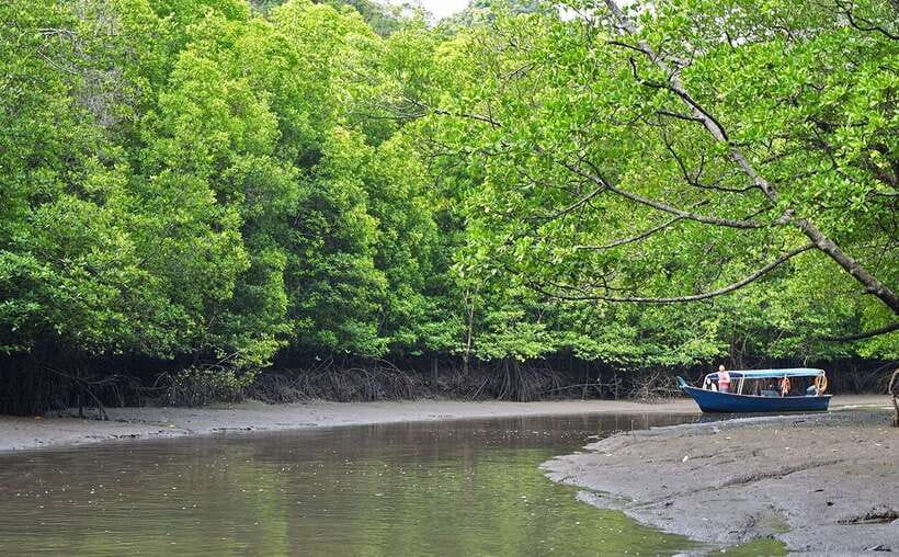 Langkawi: Mangrove Kilim UNESCO Geopark & Cave Tour - The Kilim River boat ride: where the mangrove maze becomes the show