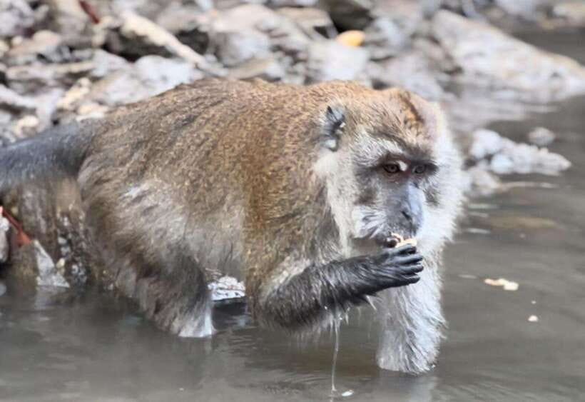 Langkawi Mangrove Monkey Package - Mangrove Boat Cruise: This Is Where the Tour Earns Its Keep