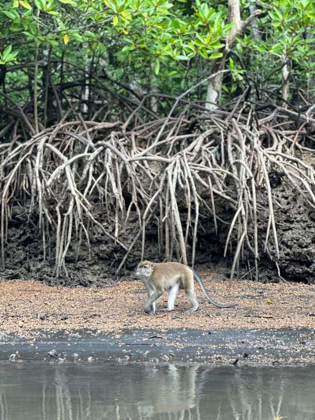 Langkawi Mangrove Monkey Package - Bat Cave: The Big Wow, With Small Extra Costs