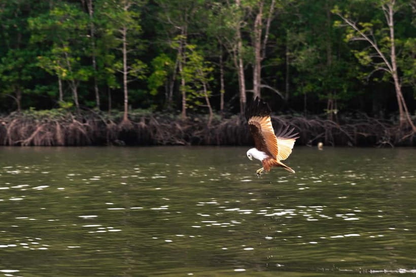 Langkawi: Mangrove River Cruise Sharing 3 Hours - Key Points I’d Emphasize Before You Go