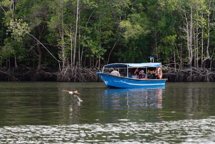 Langkawi: Mangrove River Cruise Sharing 3 Hours - Eagle watching in the Kilim Geopark skies