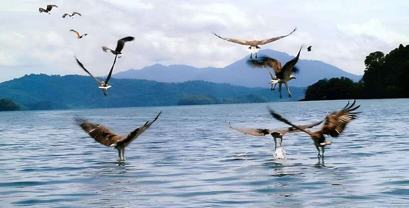 Langkawi: Mangrove Tour with Kilim Geoforest Park & Bat Cave - Eagle feeding session: timing your attention and staying calm