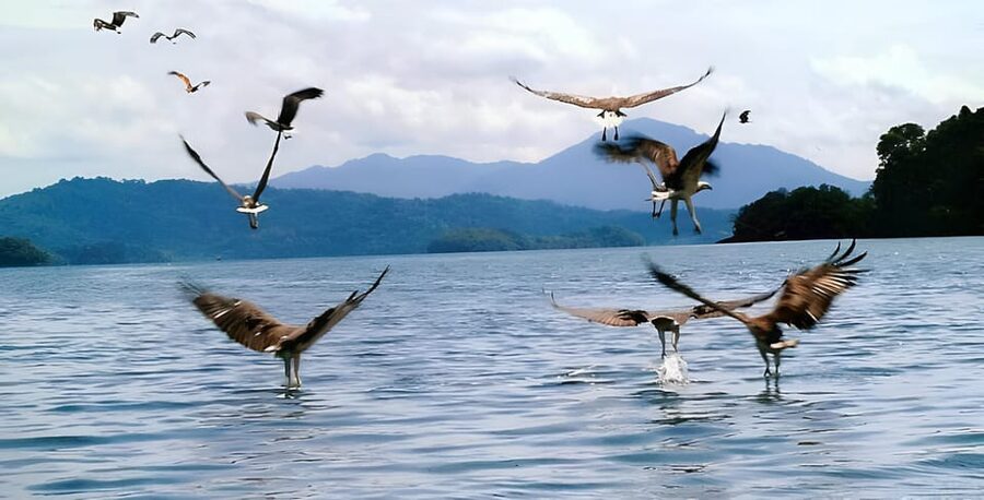 Langkawi: Mangrove Tour with Kilim Geoforest Park & Bat Cave - The open sea boat ride and the island beach swim