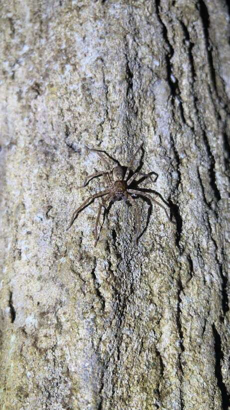 Langkawi: Nighttime Rainforest Tour with Nature Guide - Key Highlights You Should Care About