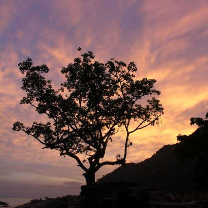 Langkawi: Nighttime Rainforest Tour with Nature Guide - Getting There: Meet-Up Spot, Transfers, and the Small-Group Advantage