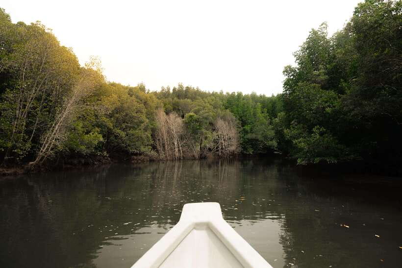 Langkawi Royal Mangrove Tour with Snorkeling Package - Floating Restaurant and Gorilla Mountain Views From the Water