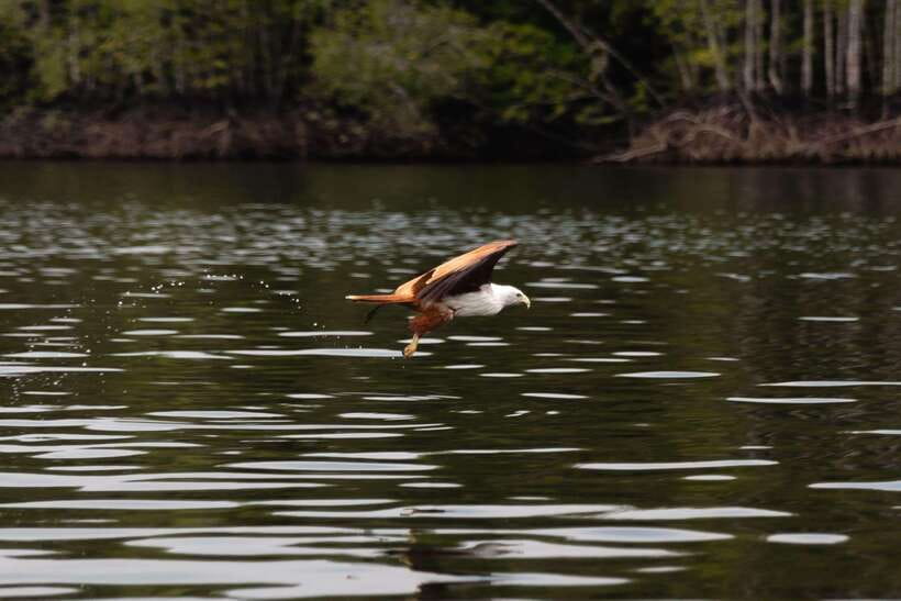 Langkawi Royal Mangrove Tour with Snorkeling Package - Price and Value for $119 Up to 8 People