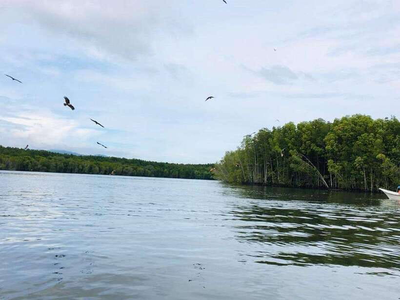Langkawi: Tanjung Rhu Mangrove Speedboat Tour - Why Tanjung Rhu’s mangroves are more than pretty water