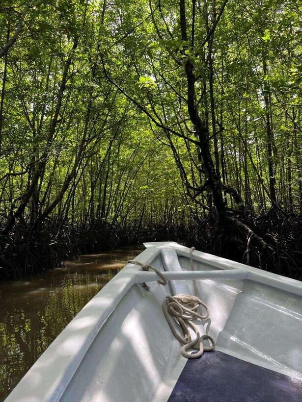 Langkawi: UNESCO Global Geopark Mangrove Cruise - Langkawi’s UNESCO Mangrove Geopark, in plain English