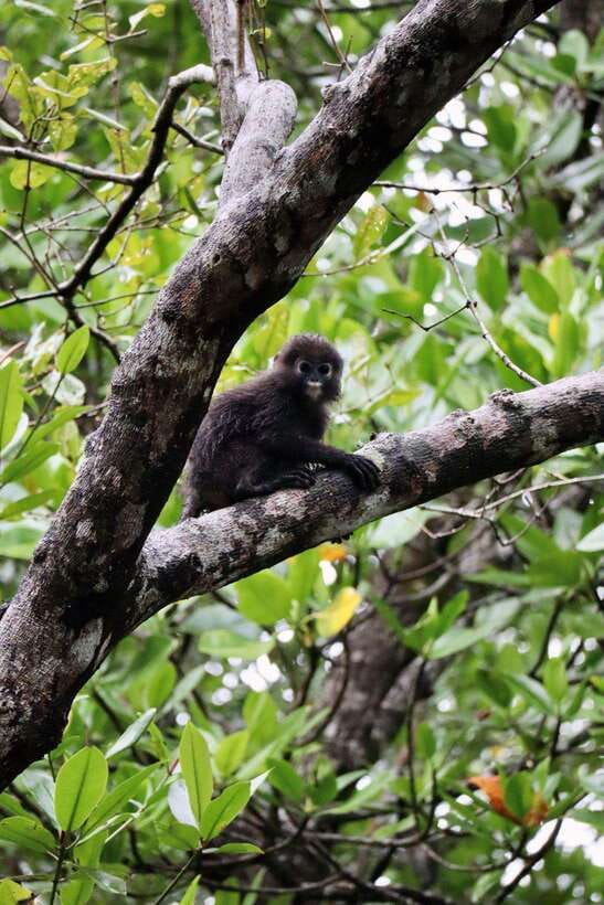 Langkawi: UNESCO Global Geopark Mangrove Cruise - The mangrove root maze: wildlife you can actually spot