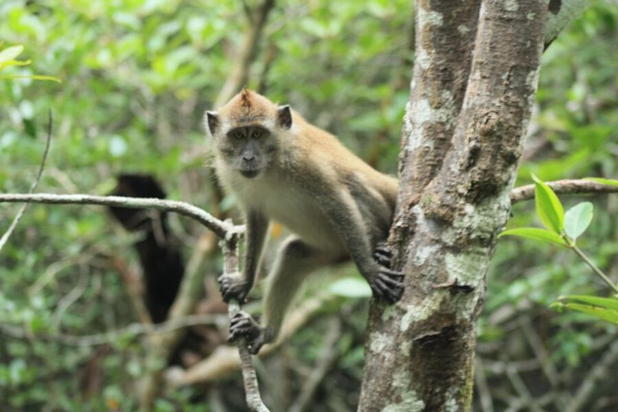 Langkawi: UNESCO Global Geopark Mangrove Cruise - Should you book this Langkawi mangrove cruise?