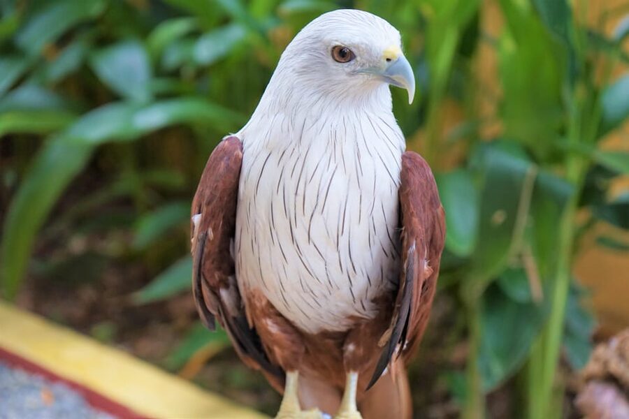 Langkawi: Wildlife Park Admission Ticket - Key highlights to know before you go